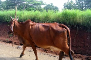 bull in guanacaste