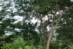 Howler Monkeys on trees los altos de eros