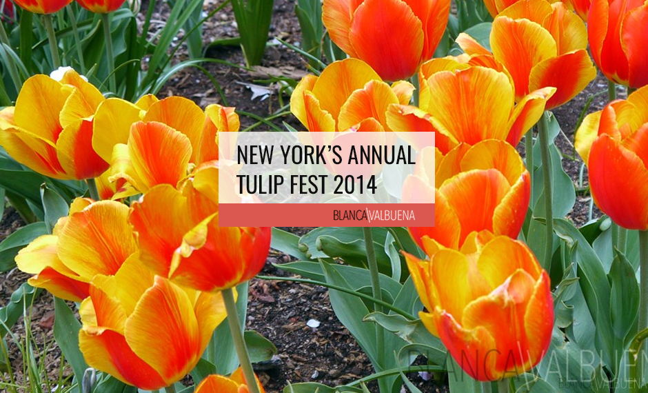 New York's Annual Tulip Fest takes place on the Upper West Side