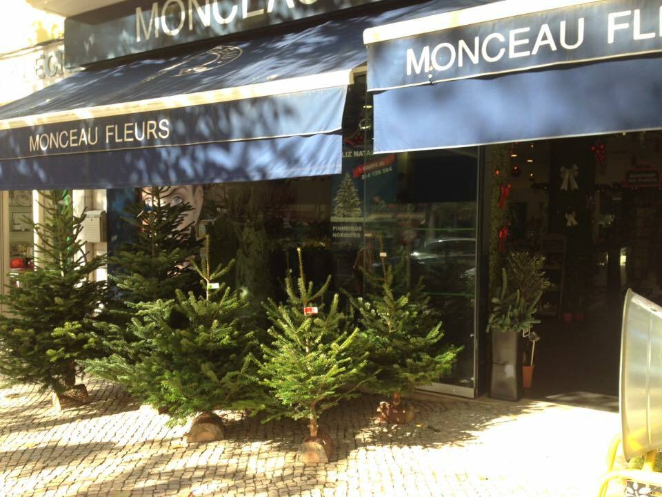 Monceau sells live Christmas trees in Lisbon