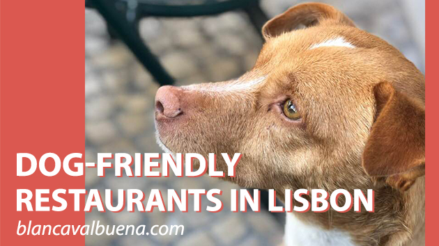 Restaurants where you can bring your dog in Lisbon