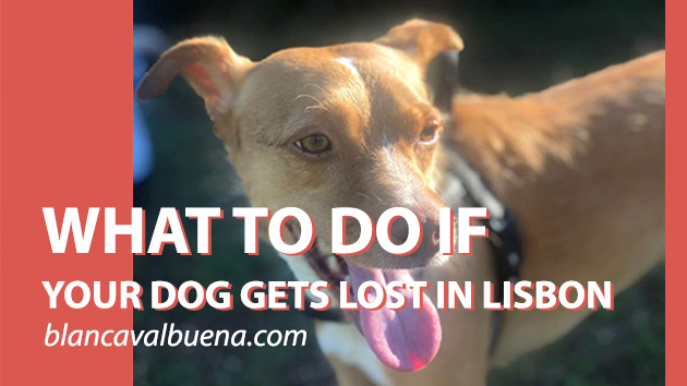 How to find a lost dog in Lisbon