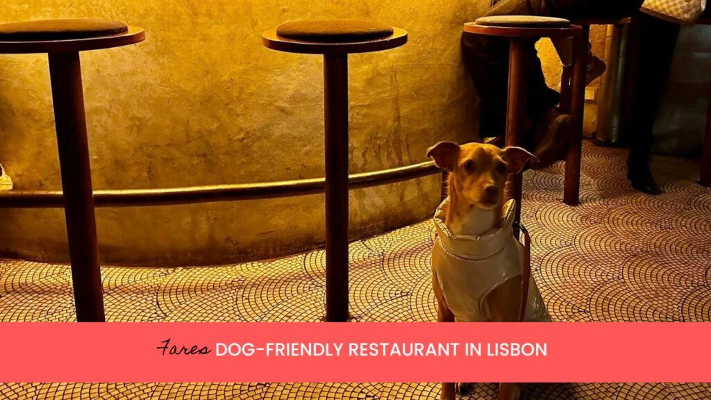 Fares is a Middle Eastern restaurant in Lisbon that allows dog